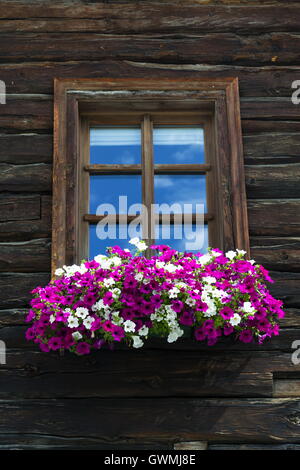 Bianco e i fiori viola nella finestra di copertura della capanna di legno Foto Stock