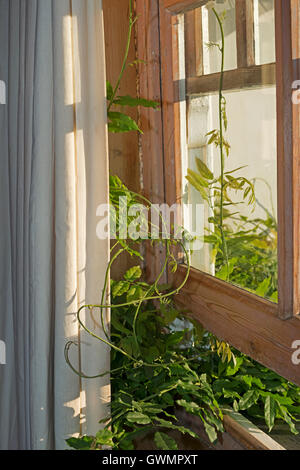 Il Glicine (Floribunda Mullijuga) crescente sul lato di una casa e di arrampicata attraverso un primo piano camera da letto finestra Foto Stock