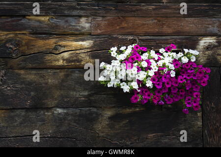 Bianco e i fiori viola nella finestra di copertura della capanna di legno Foto Stock