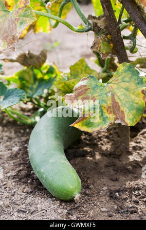 Cucumis sativus. Il cetriolo cresce nell'orto. Foto Stock