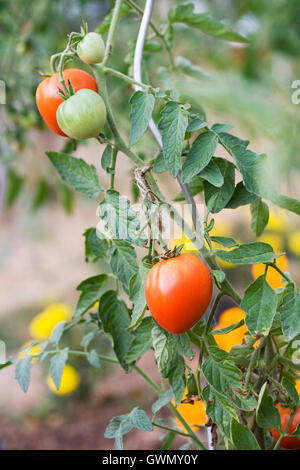 Lycopersicon esculentum. Pomodori maturazione sulla vigna piantata con il francese calendula fiori. Foto Stock
