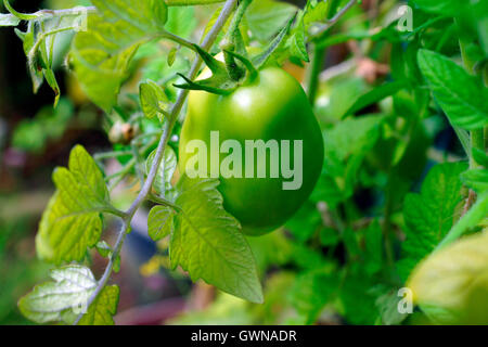 Pomodoro grande maturazione sulla vite Foto Stock