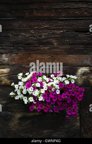 Bianco e i fiori viola nella finestra di copertura della capanna di legno Foto Stock