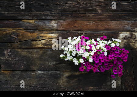 Bianco e i fiori viola nella finestra di copertura della capanna di legno Foto Stock