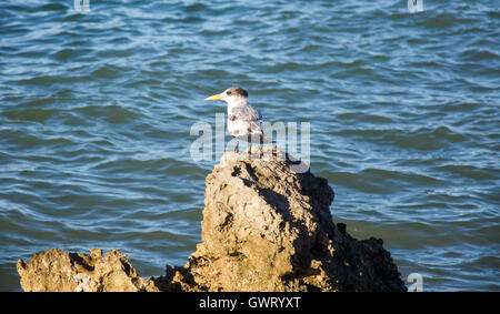 Crested tern permanente sulla formazione di roccia dalla ondeggiano Murchison le acque dei fiumi Kalbarri, Western Australia. Foto Stock