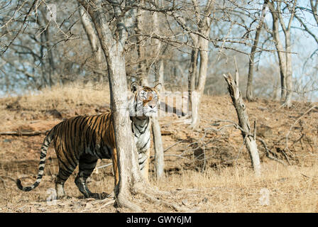 L'immagine di Machli la tigre ( Panthera tigris) nel Parco nazionale di Ranthambore, India Foto Stock