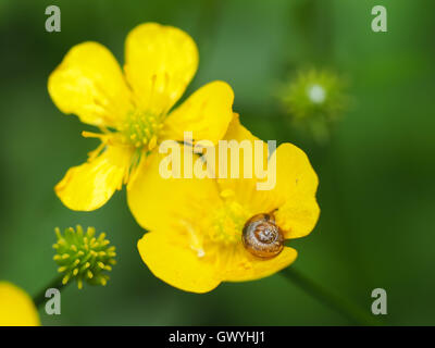 Va a passo di lumaca sul ranuncolo giallo Foto Stock