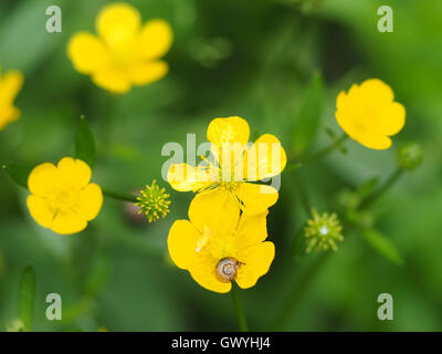 Va a passo di lumaca sul ranuncolo giallo Foto Stock