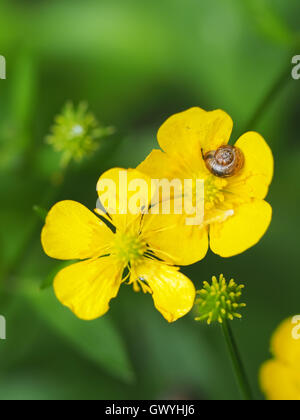 Va a passo di lumaca sul ranuncolo giallo Foto Stock