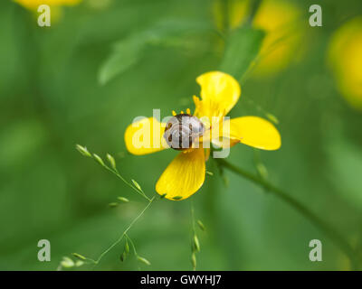 Va a passo di lumaca sul ranuncolo giallo Foto Stock