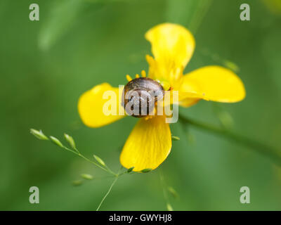 Va a passo di lumaca sul ranuncolo giallo Foto Stock