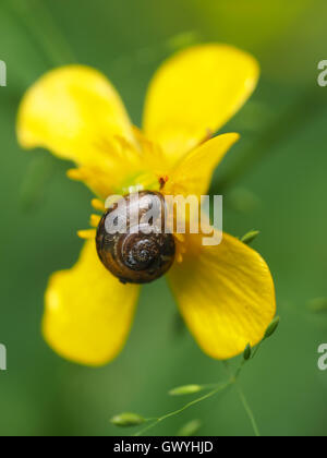 Va a passo di lumaca sul ranuncolo giallo Foto Stock