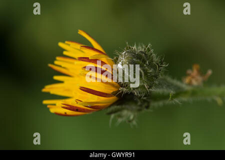 Picris hieracioides ssp. hieraciodes, Hawkweed Oxtongue, crescendo nel bosco aperto, Surrey, Regno Unito. Foto Stock