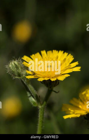 Picris hieracioides ssp. hieraciodes, Hawkweed Oxtongue, crescendo nel bosco aperto, Surrey, Regno Unito. Foto Stock