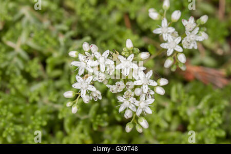 White stonecrop (Sedum album) Foto Stock