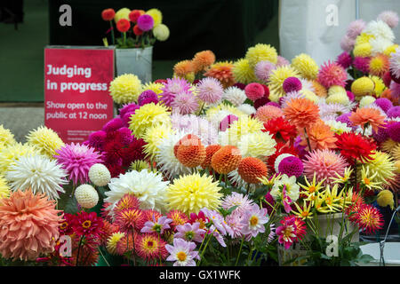 Ricambio fiori dahlia al di fuori di un giudicare tenda ad RHS Wisley flower show, Surrey, Inghilterra Foto Stock