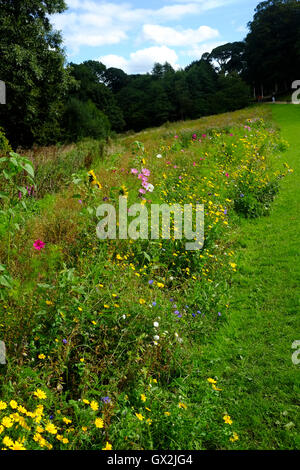 Fiore selvatico bed Astley Park, Chorley Lancashire Foto Stock