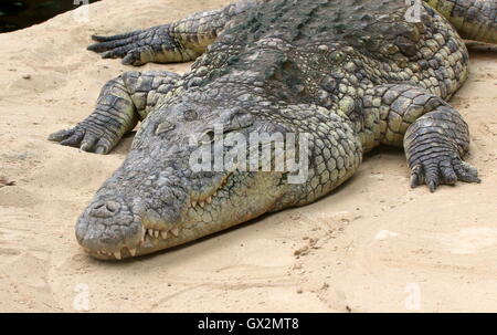 African coccodrillo del Nilo (Crocodylus niloticus) appoggiato sulla riva Foto Stock