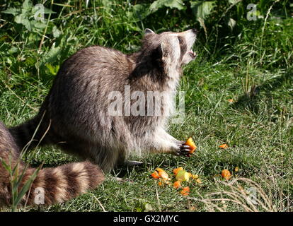 Procione settentrionale (Procione lotor) alimentazione sulla frutta a Rotterdam Blijdorp Zoo Foto Stock