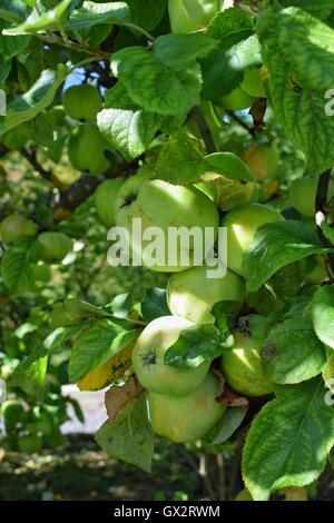 Mele Verdi su un albero. Foto Stock