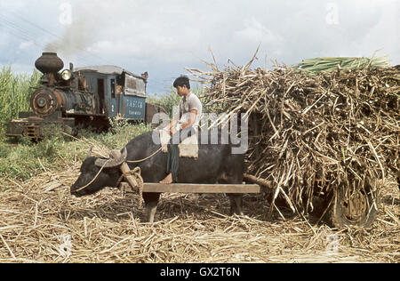 Un ex ferrovia Talisay Mogul, costruito da Alco nel 1921, arriva ad una canna il punto di carico. Foto Stock