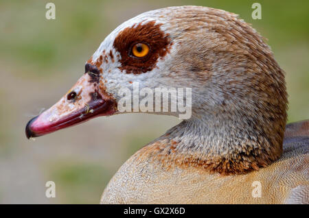 Ritratto di profilo di oca egiziana (Alopochen aegyptiacus) Foto Stock