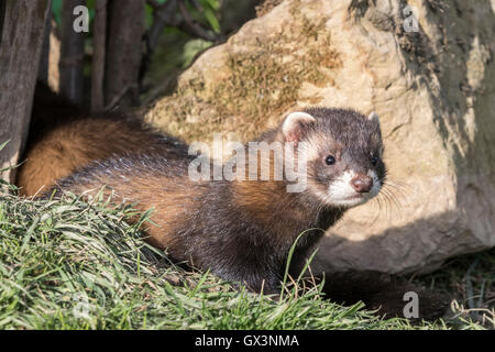 Polecat (Mustela putorius) close-up Foto Stock