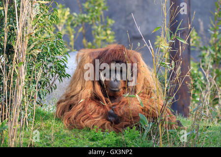 Orangutang Sumatra vicino fino a Erba Foto Stock