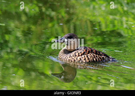 White backed Duck (Thalassornis leuconotus) sull'acqua Foto Stock