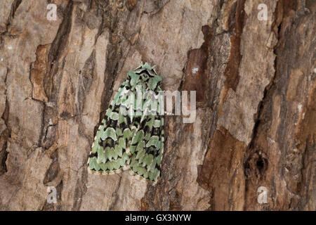 Grüne Eicheneule, Aprileule, Griposia aprilina, Dichonia aprilina, Merveille-du-Jour, Eulenfalter, Noctuidae, noctuid falene, noc Foto Stock