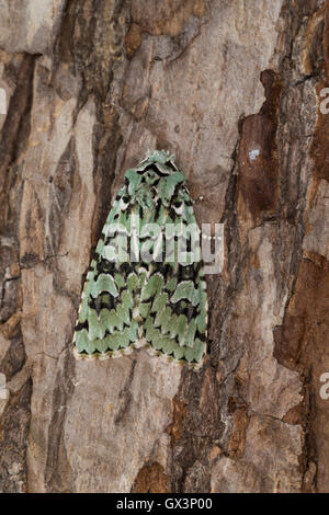 Grüne Eicheneule, Aprileule, Griposia aprilina, Dichonia aprilina, Merveille-du-Jour, Eulenfalter, Noctuidae, noctuid falene, noc Foto Stock