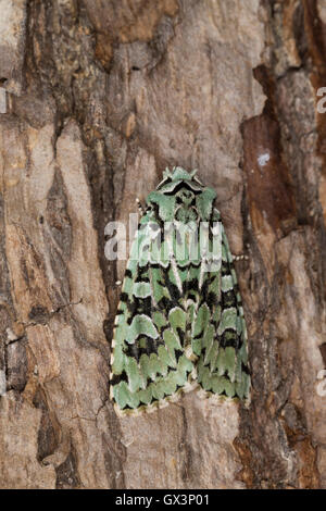 Grüne Eicheneule, Aprileule, Griposia aprilina, Dichonia aprilina, Merveille-du-Jour, Eulenfalter, Noctuidae, noctuid falene, noc Foto Stock