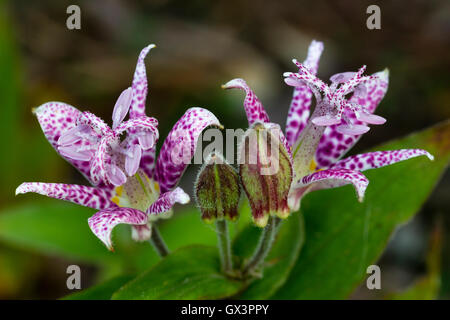 Inizio autunno fiori del giglio toad, Tricyrtis "Torri di lilla' Foto Stock