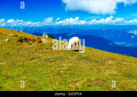 Montagna alpeggi in sloveno. Pecore in montagna. Foto Stock