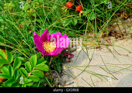 Bellissimi fiori rosa rosa nel sole luminoso closeup Foto Stock