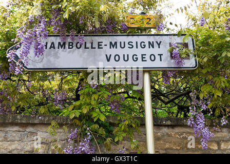 Cartello stradale sulla Route des Grands Crus di Chambolle-Musigny e Vougeot circondato da wisteria Cote d'Or Borgogna Francia Foto Stock