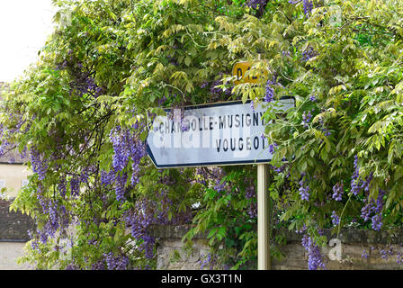 Cartello stradale sulla D122 Route des Grands Crus di Chambolle-Musigny e Vougeot circondato da wisteria Cote d'Or Borgogna Francia Foto Stock