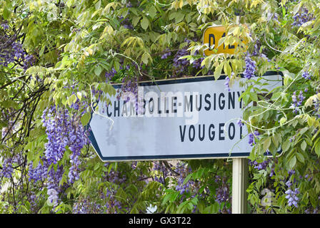 Cartello stradale sulla D122 Route des Grands Crus di Chambolle-Musigny e Vougeot circondato da wisteria Cote d'Or Borgogna Francia Foto Stock