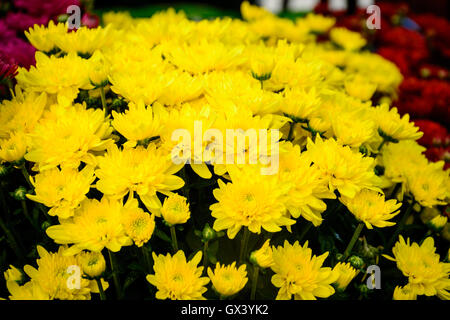 Crisantemo giallo in autunno. crisantemo è sempre il simbolo dell'autunno in Cina. Foto Stock