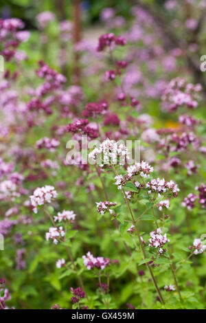 Origanum vulgare. Origano fiori. Foto Stock