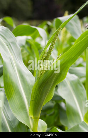 Zea mays. Fiori maschili sulla pianta di mais. Foto Stock