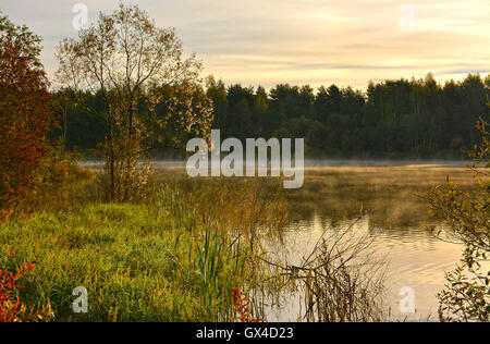 Foschia mattutina nella foresta lago. Foto Stock