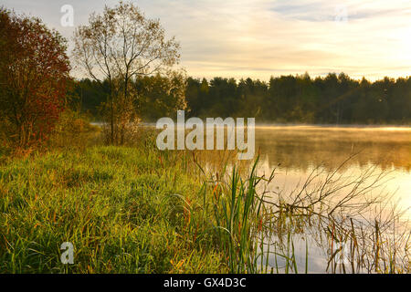 Foschia mattutina nella foresta lago. Foto Stock