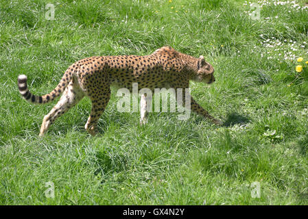 African ghepardo (Acinonyx jubatus) passeggiate sull'erba visto dal profilo Foto Stock