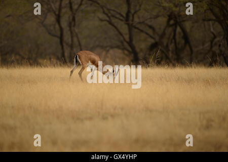 Chinkara o gazzella indiana di pascolare su una prateria nel Parco nazionale di Ranthambore in Rajasthan in India Foto Stock