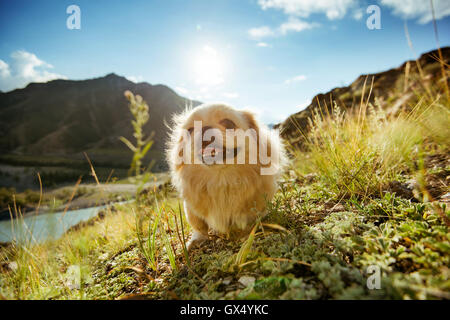 Animali divertenti dog pekingese montagne Foto Stock