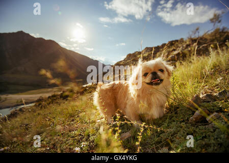 Animali divertenti dog pekingese montagne Foto Stock