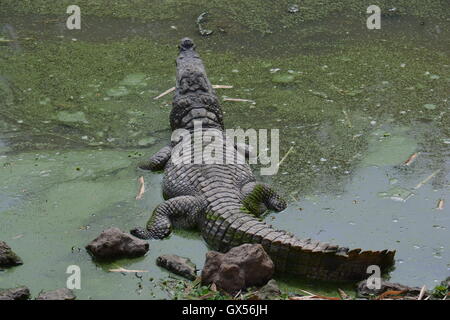 Alligatore nuoto nella piscina sacra, Kachically Foto Stock