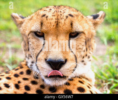 Close up di un ghepardo con la sua lingua, guardando la telecamera in Emdoneni Cat Centro di riabilitazione in Sud Africa. Foto Stock