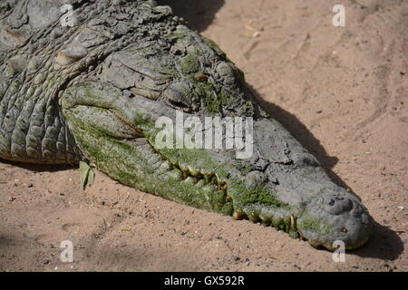 Alligatore in appoggio kachically Piscina Sacra, Gambia Foto Stock